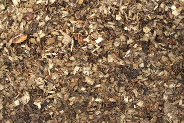 Cutting tree wood sawdust on the ground 