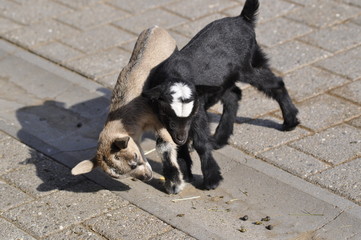 Kleine Ziegen
