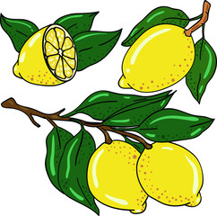 Color vector illustration with lemon and leaf on white background. Postcard and logo idea. Hand drawn cartoon illustration. Good for printing. 