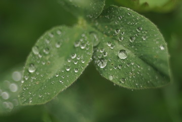 close up view of a clover plant with water droplets