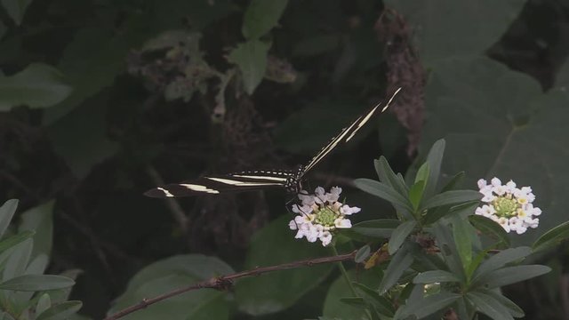  Zebra butterfly taking nectar from flowers 1239 1