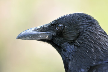 Krähe