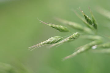 Seeds of green grass close up
