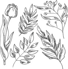 Vector doodle illustration of leaf and flower. Leaves and tulip on white background. Postcard and logo design. Good for printing. 