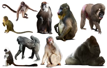 Zelfklevend Fotobehang primaten geïsoleerd op wit © JackF