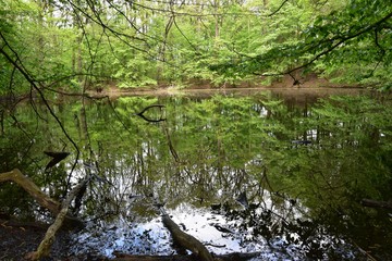 Odbicia lustrznne w lesie