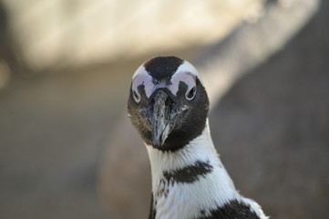 Humboldt-Pinguin