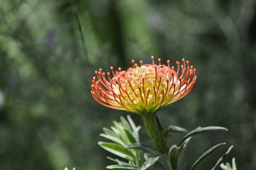 Protea
