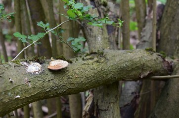 Grzyby na drzewie,chuby