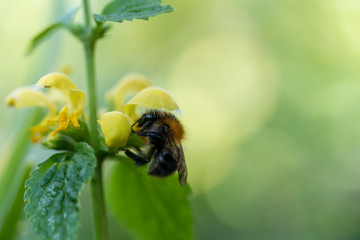 Bumbleebee collecting pollen