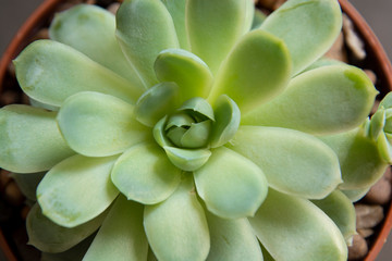 Echeveria, succulent plant in pot. Rare succulent indoor decorative plant