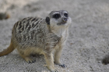 Erdmännchen