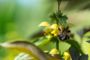 Bumbleebee collecting pollen