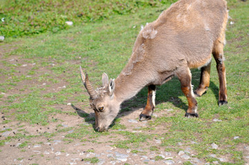 Steinbock