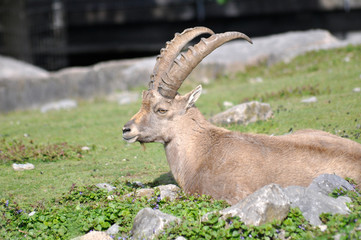 Steinbock