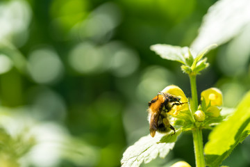 Bumbleebee collecting pollen