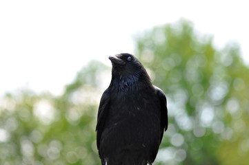 Krähe