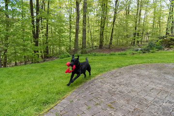 A black dog running with pure joy and a toy in her mouth - Powered by Adobe