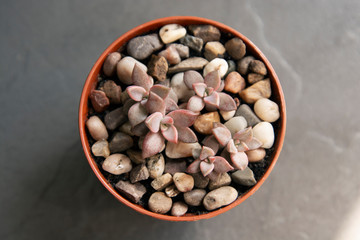 Echeveria, succulent plant in pot. Rare succulent indoor decorative plant