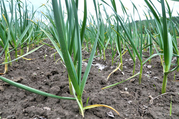 Garlic grows in the open ground