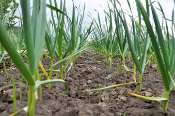Fototapeta premium Garlic grows in the open ground