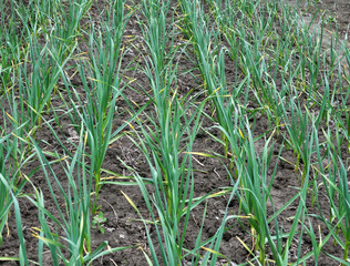 Garlic grows in the open ground
