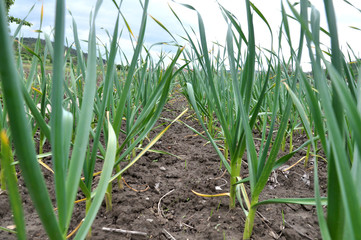 Fototapeta premium Garlic grows in the open ground