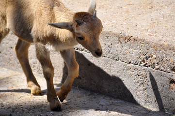 Mähnenspringer jungtier