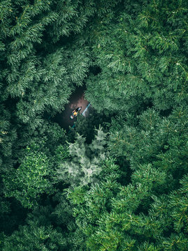 aerial photography of trees