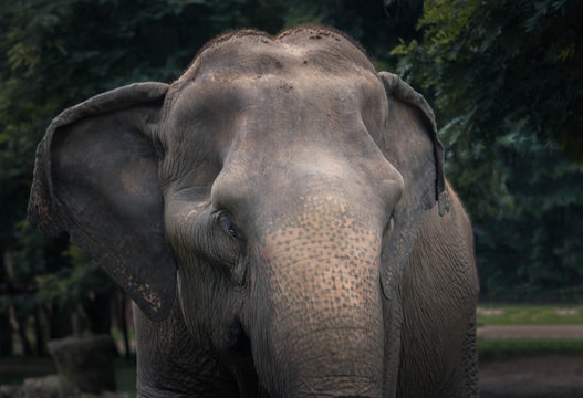 an elephant