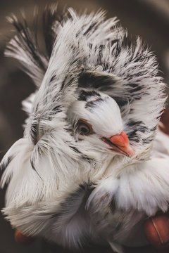 bird head in feathers