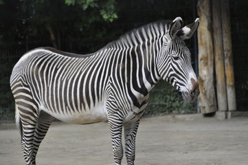 Zebra