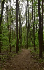 Sciezka spacerowa w lesie