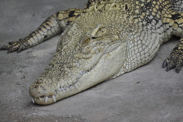 Alligator