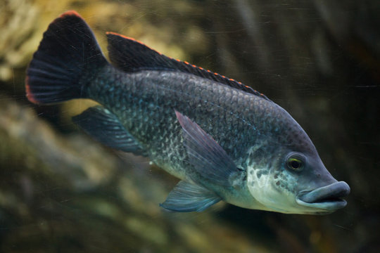Angolan tilapia (Oreochromis angolensis).