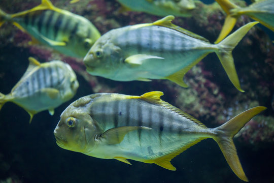 Golden trevally (Gnathanodon speciosus)