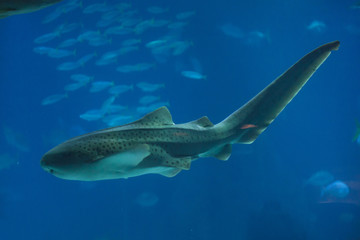 Zebra shark (Stegostoma fasciatum).
