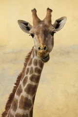 Angolan giraffe (Giraffa camelopardalis angolensis)