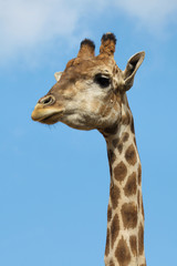 Angolan giraffe (Giraffa camelopardalis angolensis)