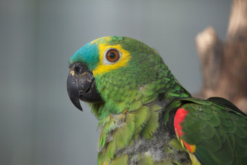 Turquoise-fronted amazon (Amazona aestiva)