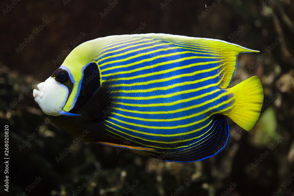 Sticker Emperor angelfish (Pomacanthus imperator).