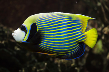 Emperor angelfish (Pomacanthus imperator).