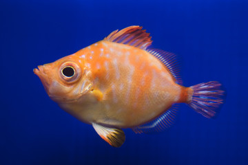 Boarfish (Capros aper).