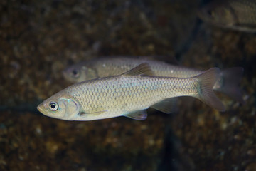 Naklejka premium Southern Iberian chub (Squalius pyrenaicus).