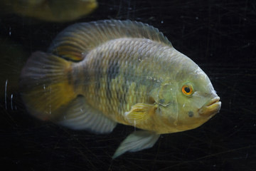 Chameleon cichlid (Australoheros facetus)