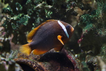 Fototapeta na wymiar Tomato clownfish (Amphiprion frenatus)