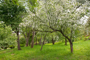 Fototapeta na wymiar Blossom apple-tree on the garden. White fruit tree covered flowers. Beautiful white spring blossoms.