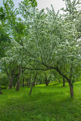 Fototapeta na wymiar Blossom apple-tree on the garden. White fruit tree covered flowers. Beautiful white spring blossoms.