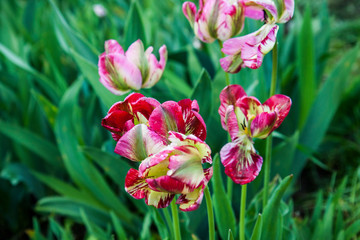 Motley tulips with raindrops on blurred green background. Fresh spring flowers bloom in the garden.