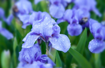 Blue irises flowers in the grass after the rain. Fresh irises in the spring garden.